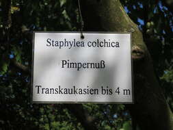 Imagem de Staphylea pinnata L.