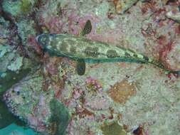 Слика од Epinephelus spilotoceps Schultz 1953