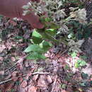 Image of roundleaf thoroughwort