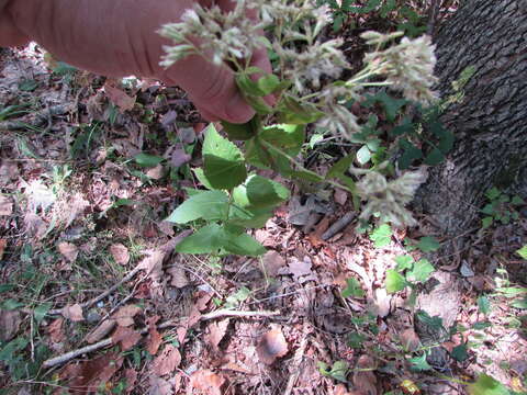 Eupatorium rotundifolium var. ovatum (Bigelow) Torrey ex DC. resmi