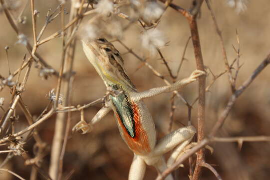 Image of Fan Throated Lizard