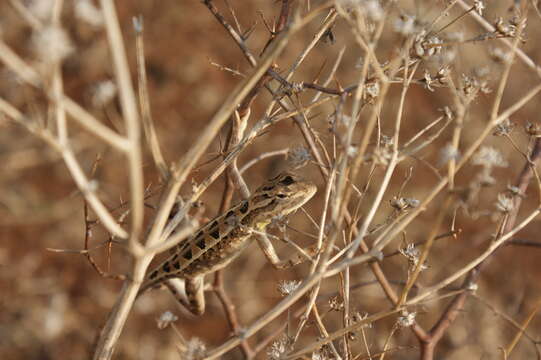 Image of Fan Throated Lizard