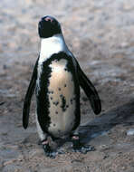 Image of African Penguin