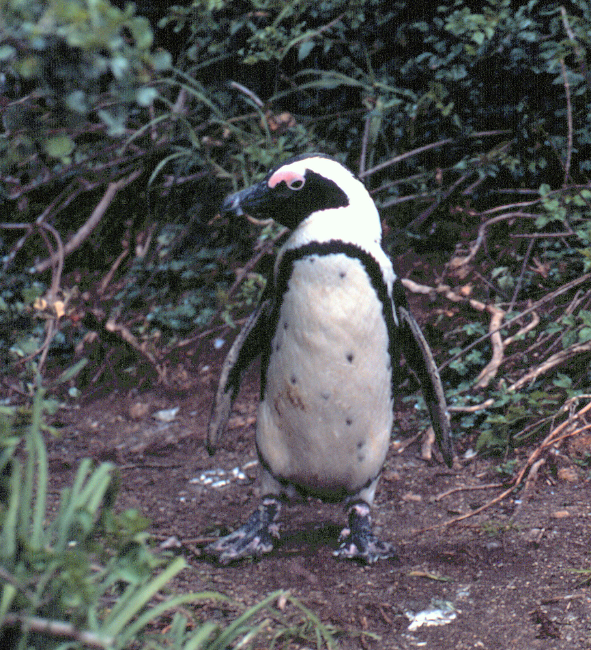 Image of African Penguin