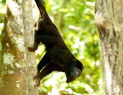 Image of Red-handed Howling Monkey