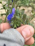 Image of tacky phacelia