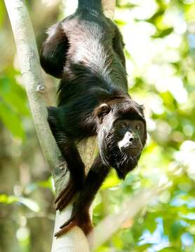 Image of Red-handed Howling Monkey