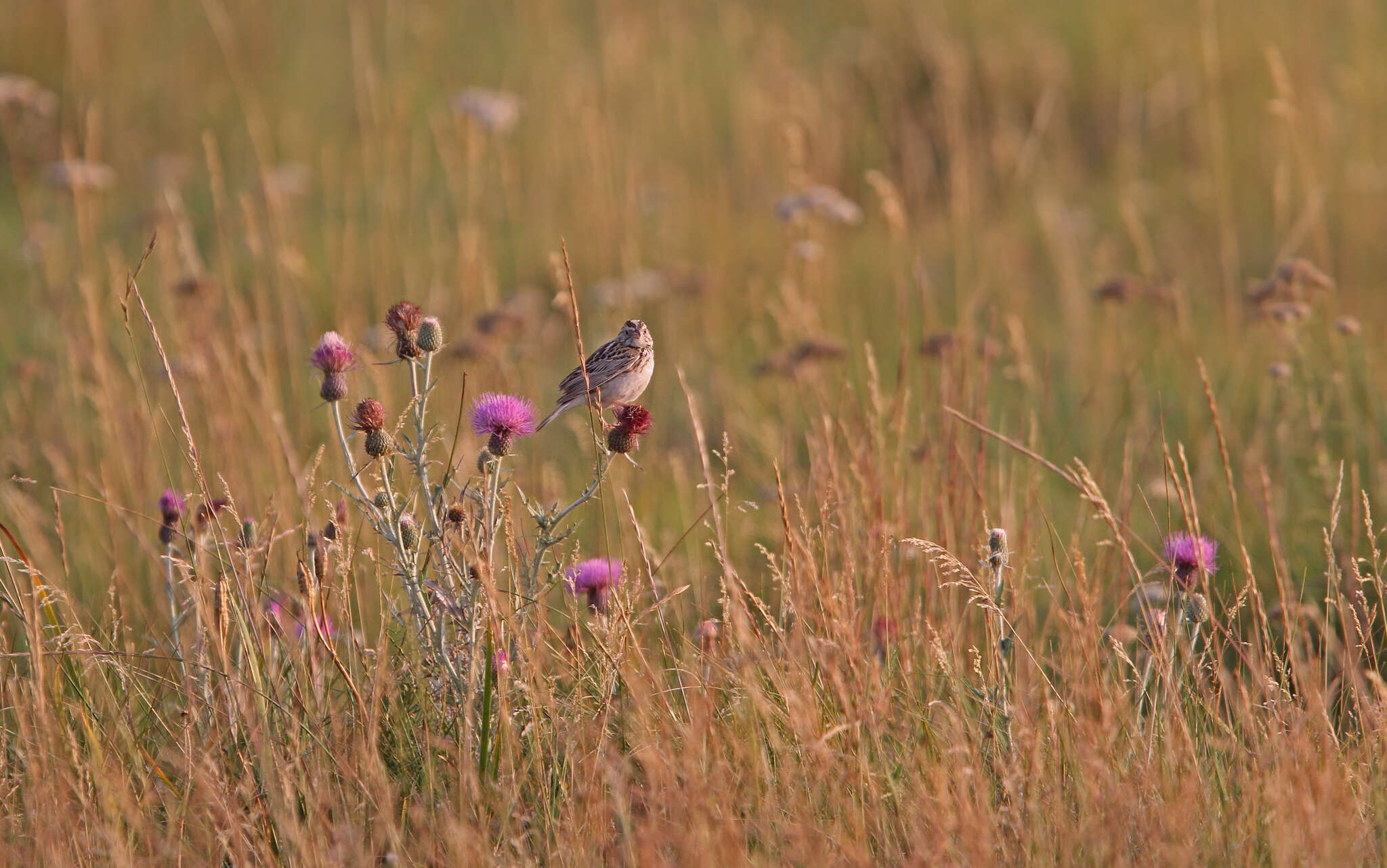 Image of Baird's Sparrow