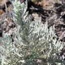 Image of Artemisia gorgonum Webb