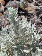 Imagem de Artemisia gorgonum Webb