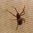 Image of Steatoda washona Gertsch 1960