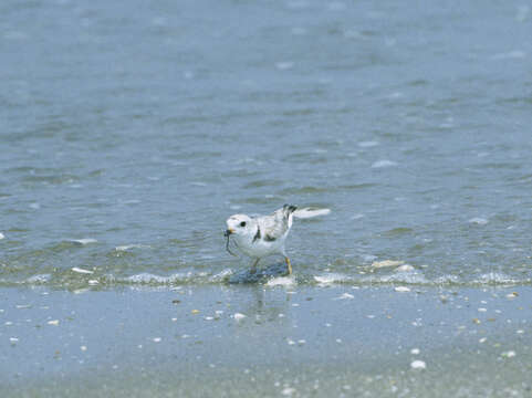 Image of Piping Plover