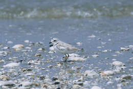 Image of Piping Plover