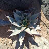 Imagem de Dudleya gatesii Johansen