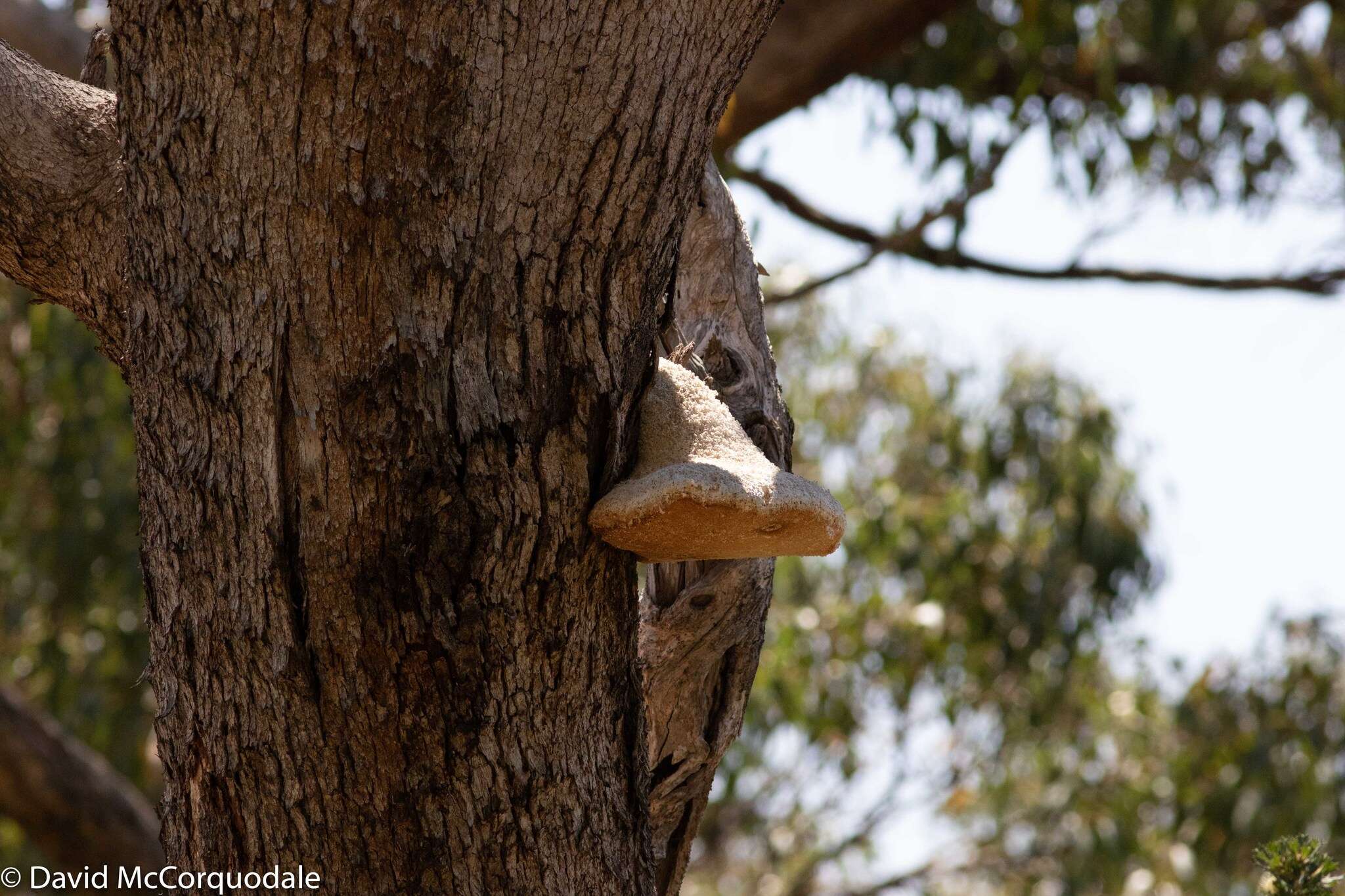 Image of Laetiporus portentosus (Berk.) Rajchenb. 1995