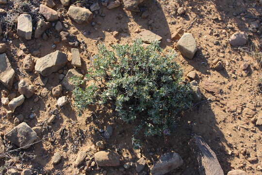 Image of Macledium spinosum (L.) S. Ortiz