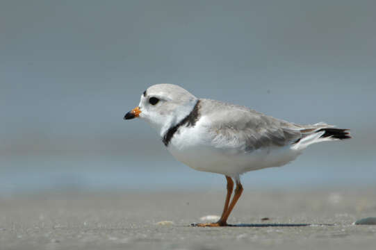 Image of Piping Plover