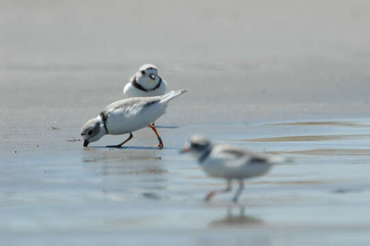 Image of Piping Plover