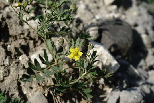 Imagem de Sibbaldianthe bifurca subsp. orientalis (Juz.) Kurtto & T. Erikss.