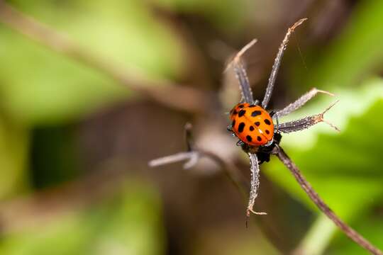 Sivun Coleomegilla maculata fuscilabris (Mulsant 1866) kuva