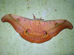 Antheraea helferi Moore 1858 resmi