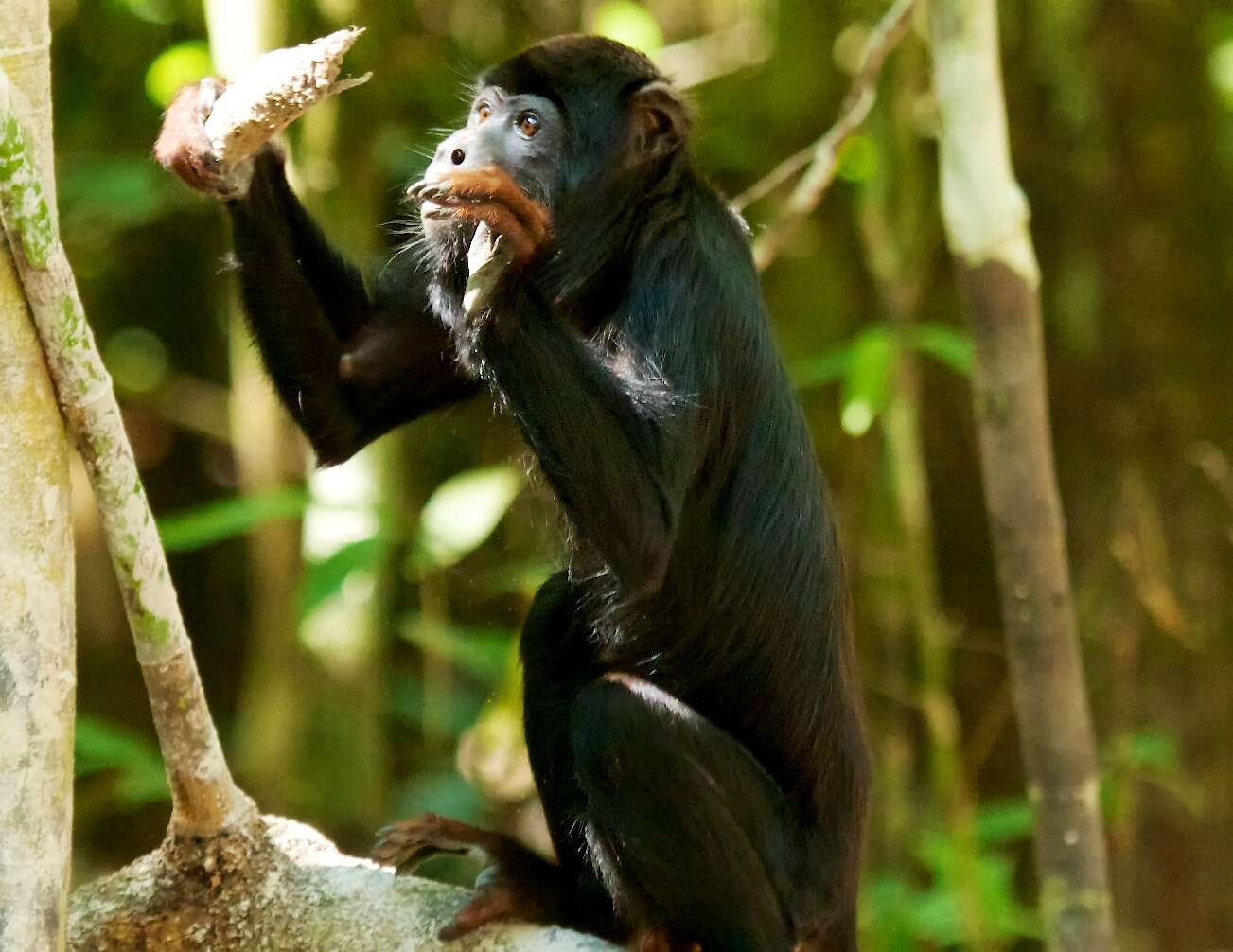 Image of Red-handed Howling Monkey