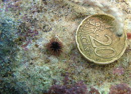 Image of Burrowing urchin