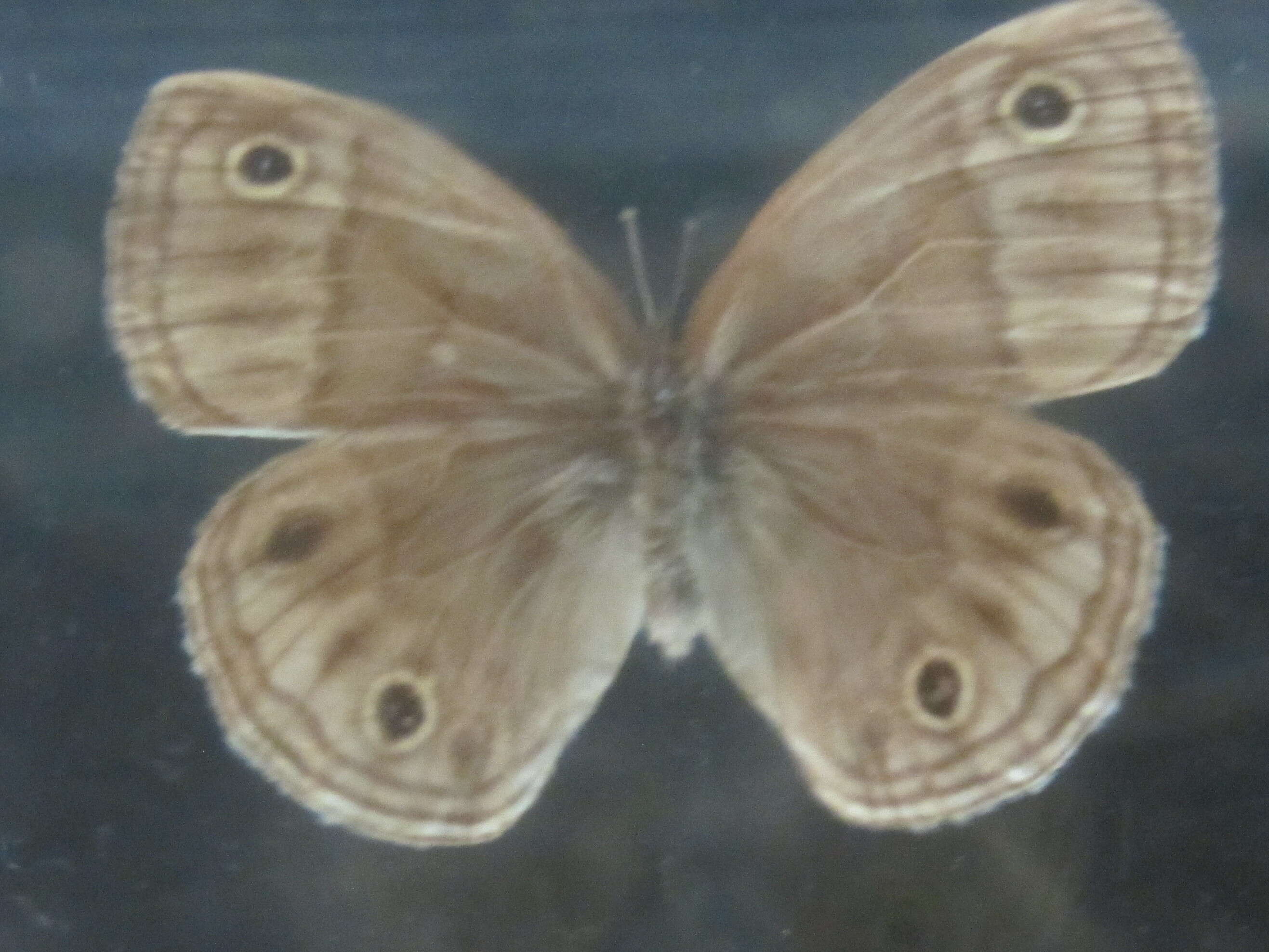 Image de Palaeonympha