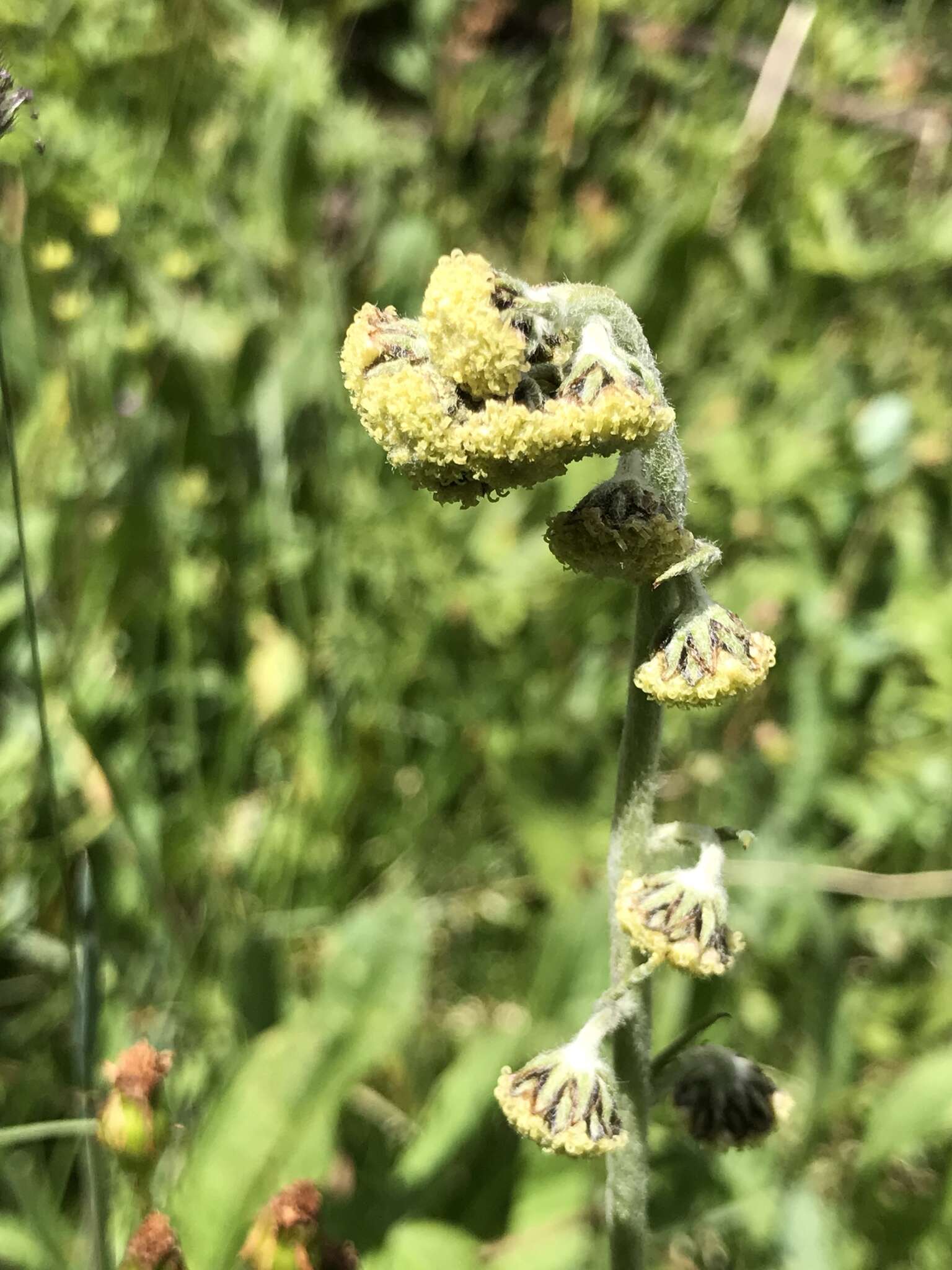 Image of Artemisia arctica