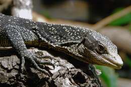 Imagem de Varanus boehmei Jacobs 2003