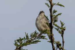 Image of Trilling Cisticola