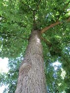 Image of bitternut hickory