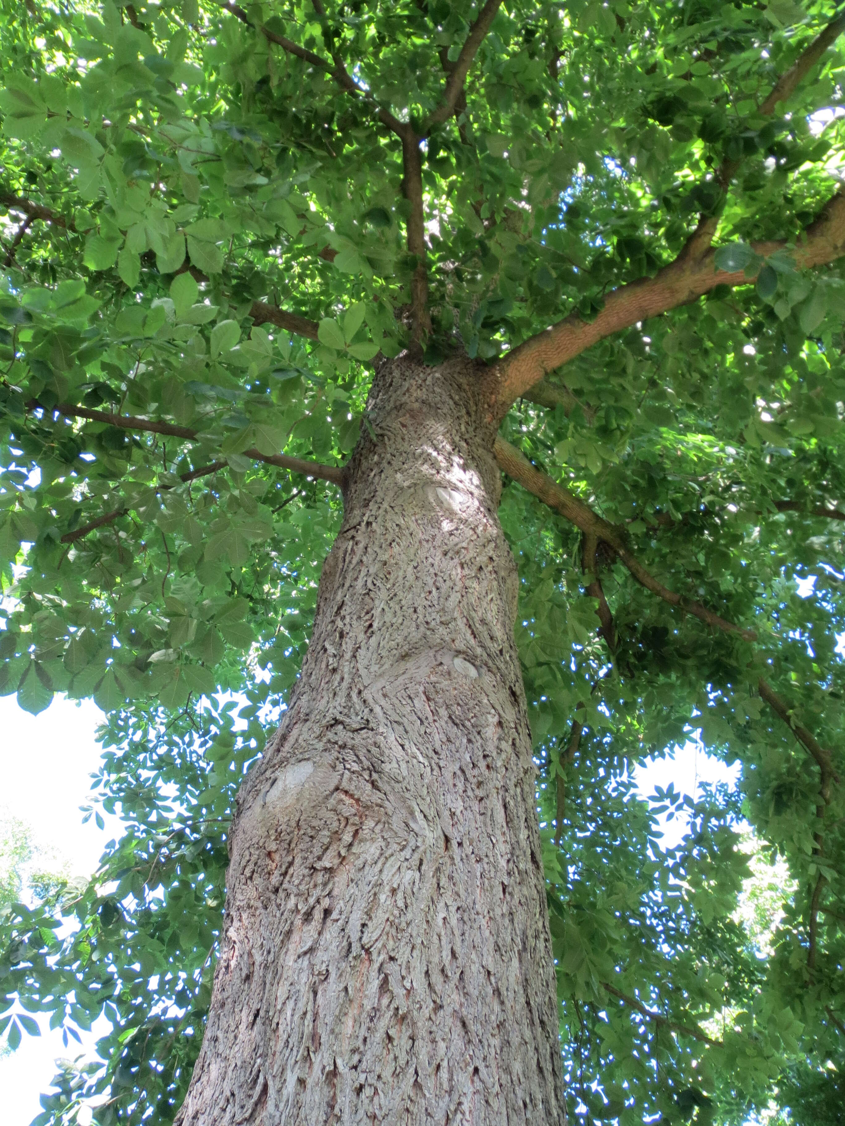 Image of bitternut hickory