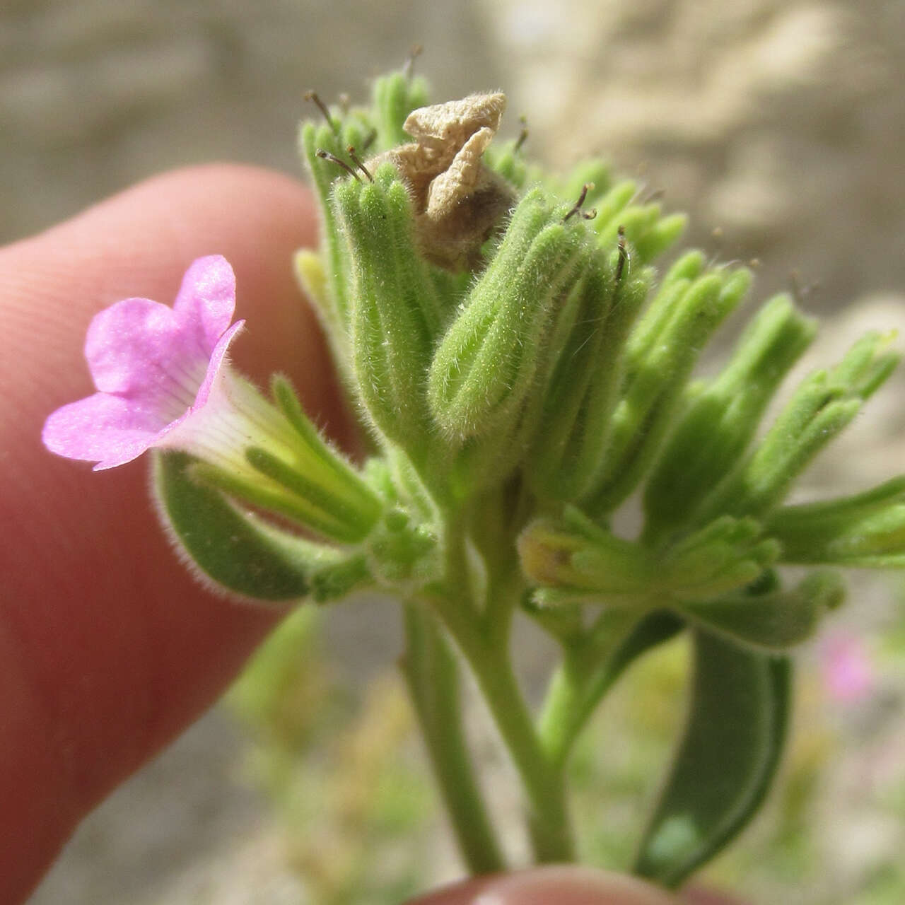 Image of Havard's fiddleleaf