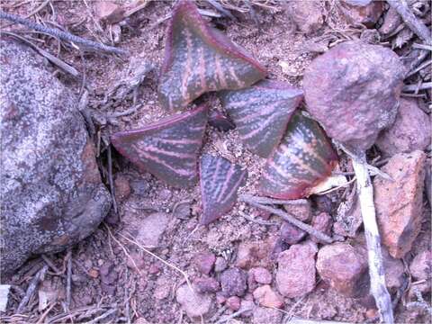 Слика од Haworthia magnifica Poelln.