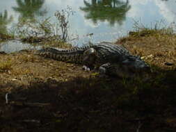 Слика од Кубански крокодил