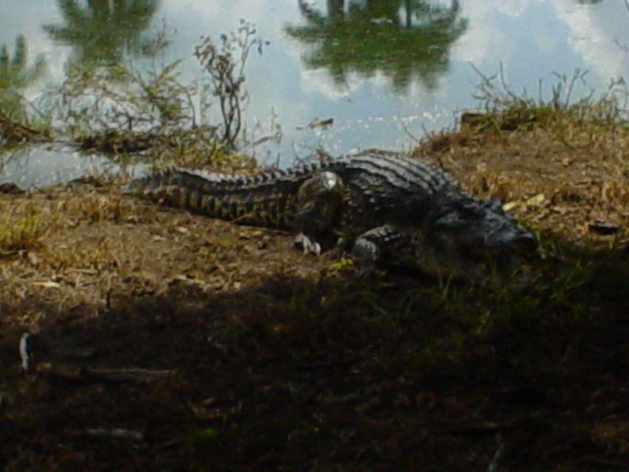 Image of Cuban Crocodile