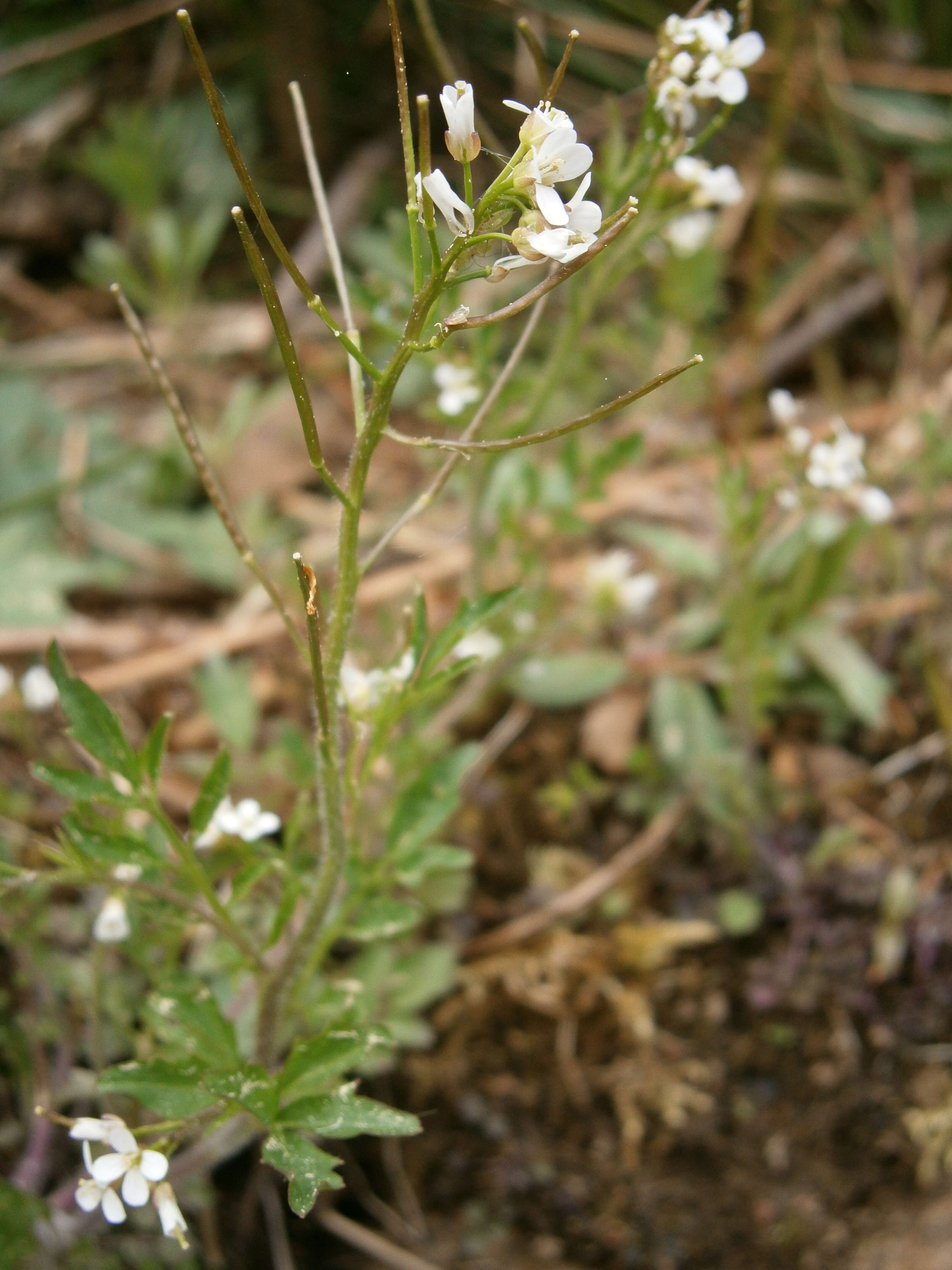 Image of wood bitter-cress, wavy bitter-cr.