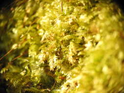 Image of sematophyllum moss