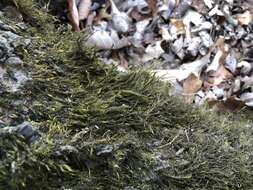 Image of dichelyma moss