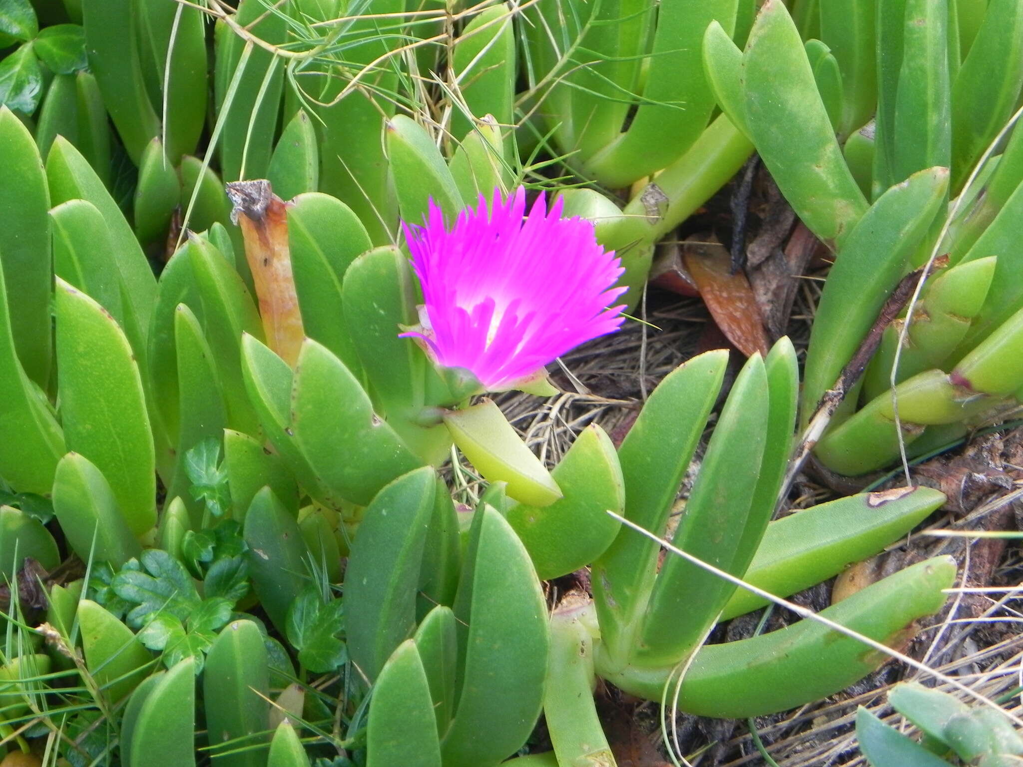 Image of beach bananas