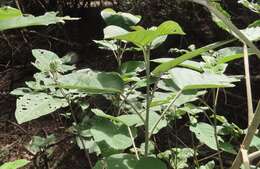 Image of Croton steenkampianus Gerstner