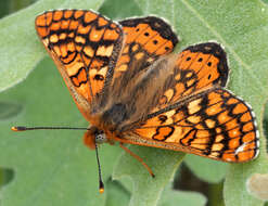 Plancia ëd Euphydryas aurinia