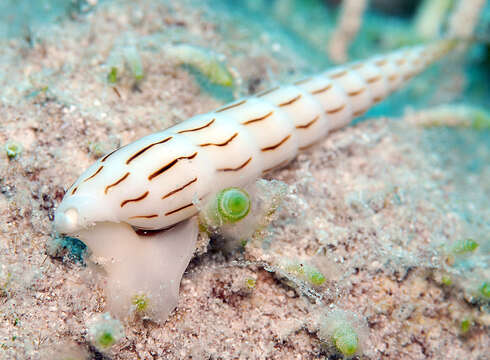 Image of Hastula lanceata (Linnaeus 1767)