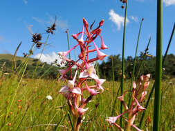 Image of Disa scullyi Bolus