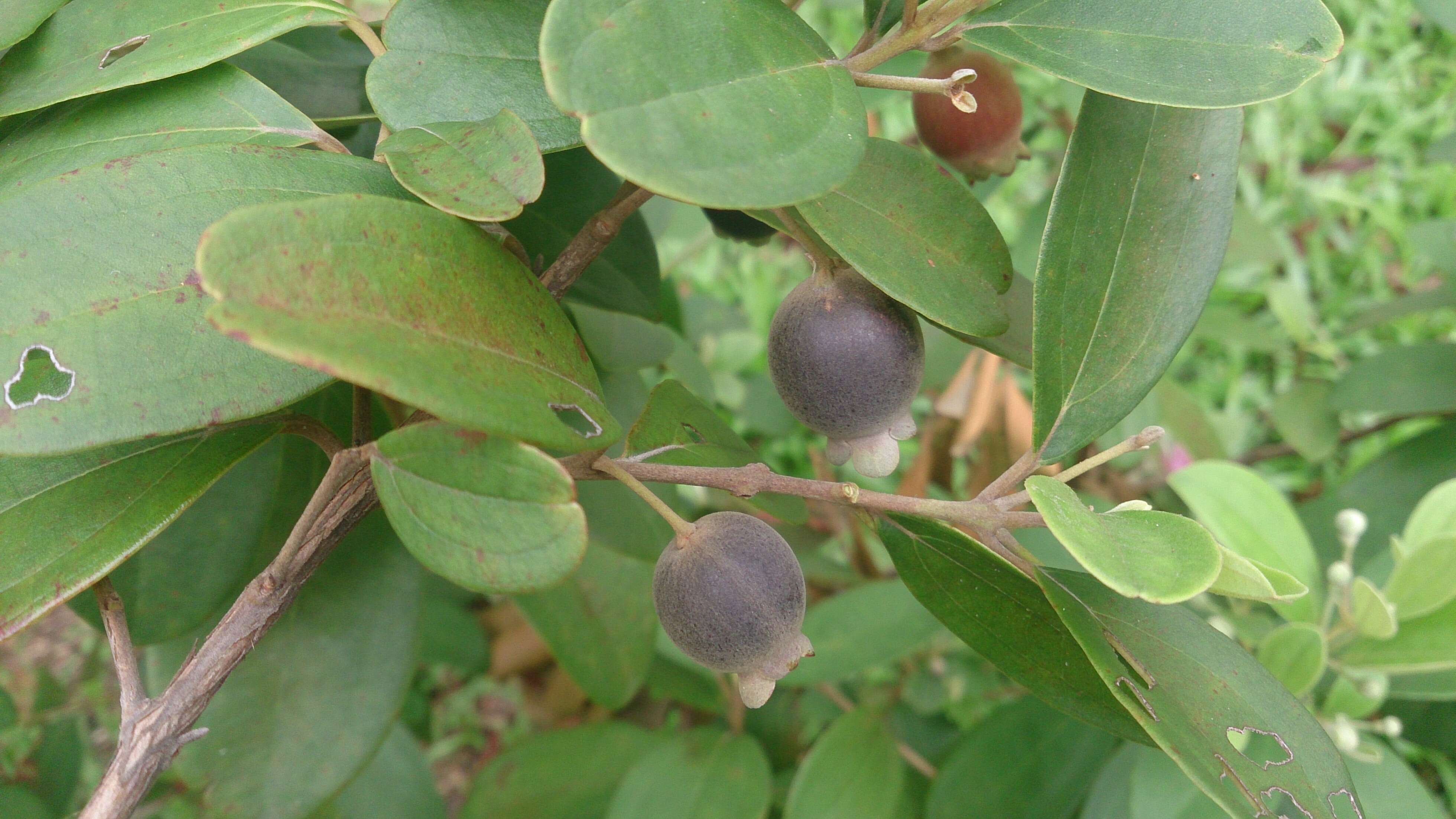 Sivun Rhodomyrtus tomentosa (Aiton) Hassk. kuva