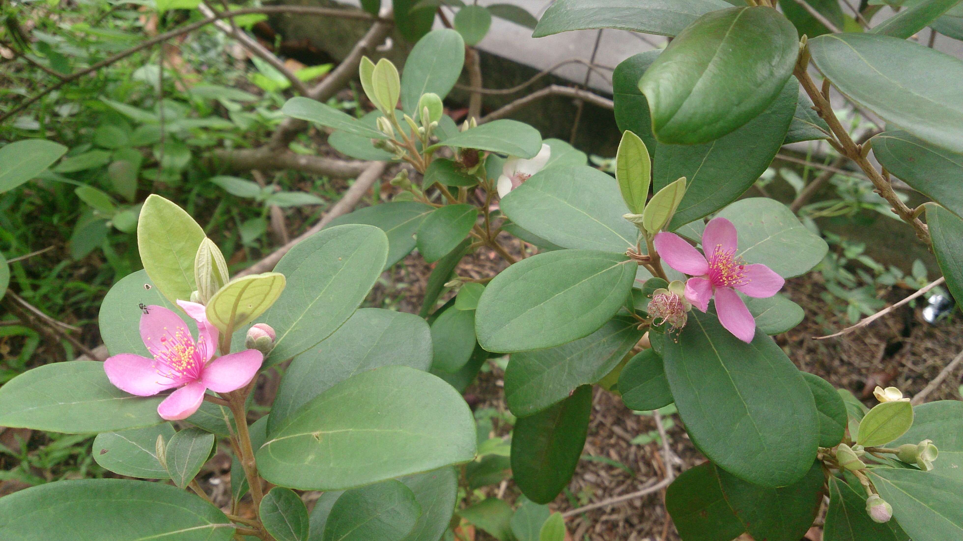 Sivun Rhodomyrtus tomentosa (Aiton) Hassk. kuva