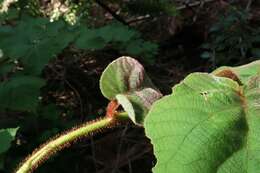 Image de Actinidia chinensis Planch.