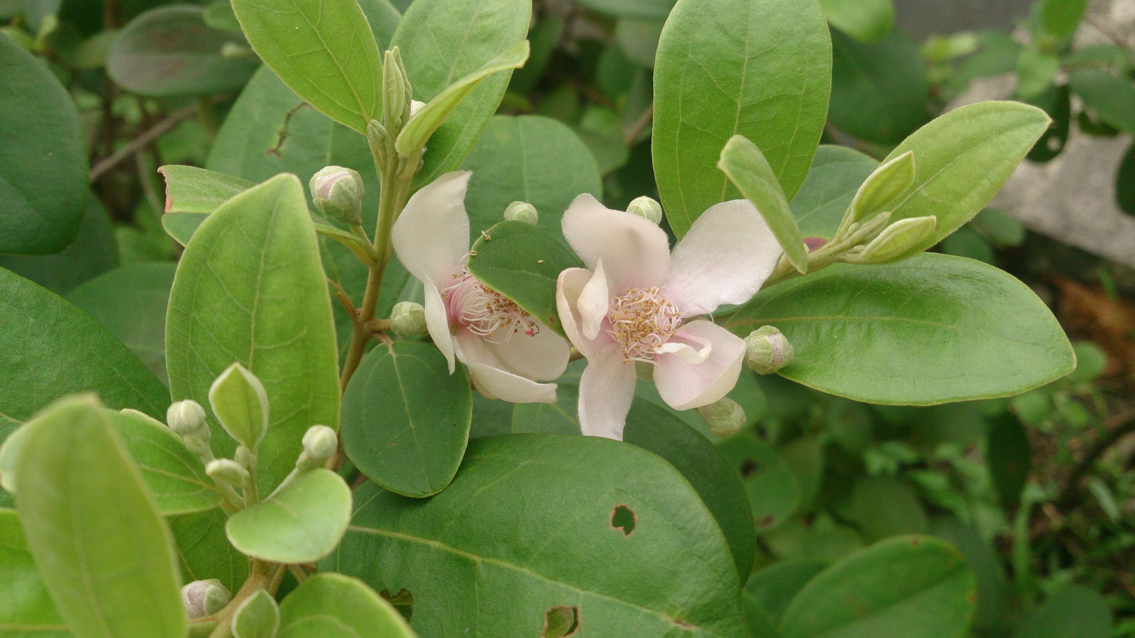 Sivun Rhodomyrtus tomentosa (Aiton) Hassk. kuva