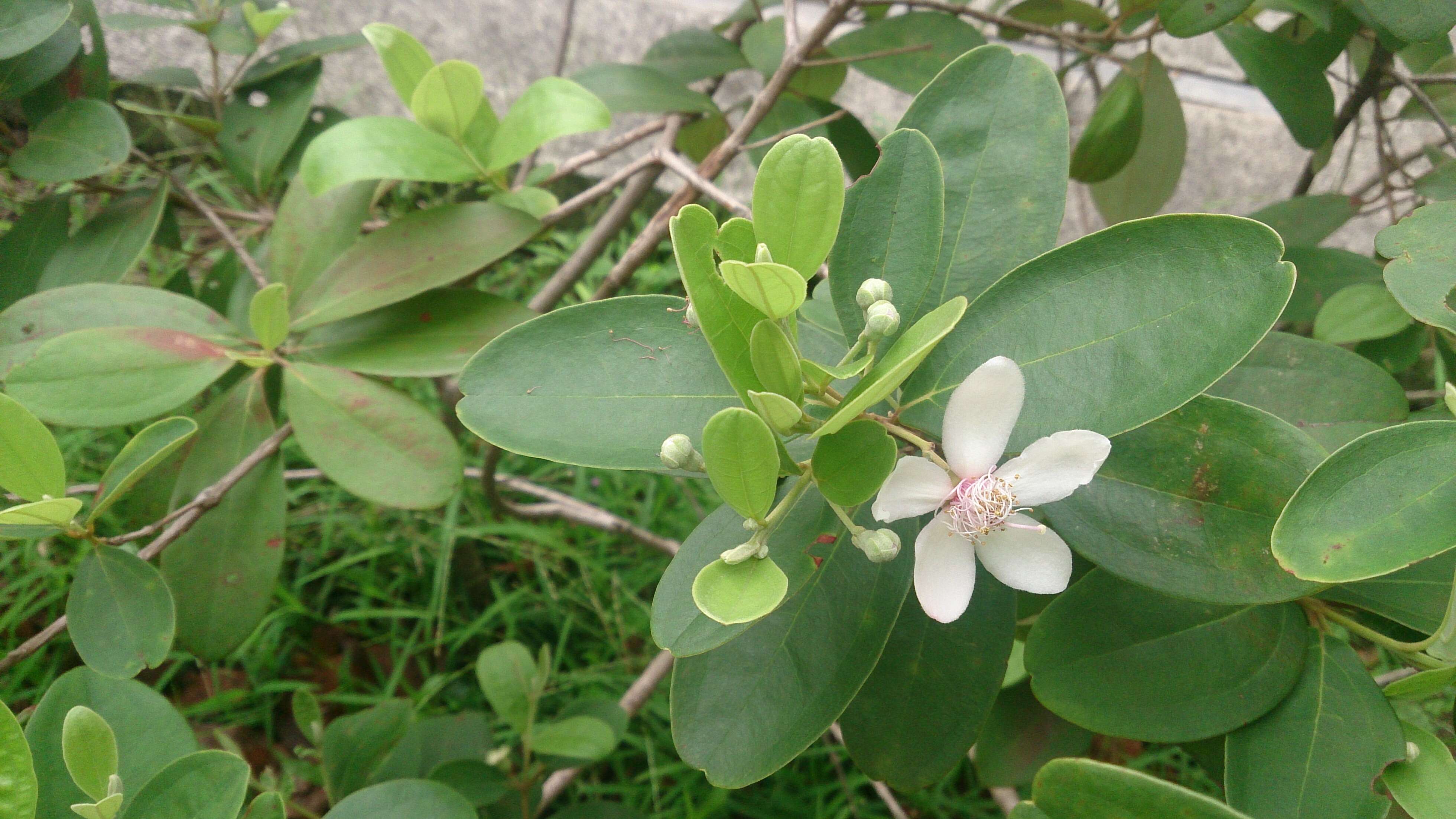 Sivun Rhodomyrtus tomentosa (Aiton) Hassk. kuva